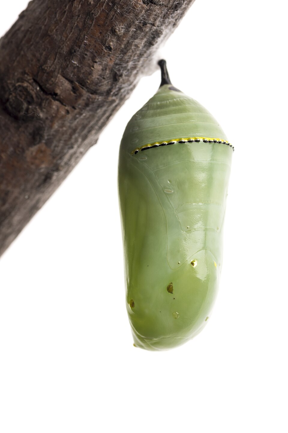 A green monarch chrysalis hanging from a stem, with gold-colored spots near the top.