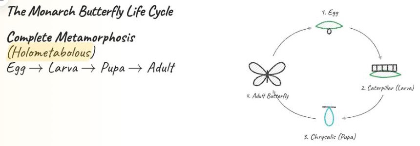 Ahaboard whiteboard showing a labeled monarch life-cycle diagram: egg, caterpillar, chrysalis and adult butterfly in a loop.